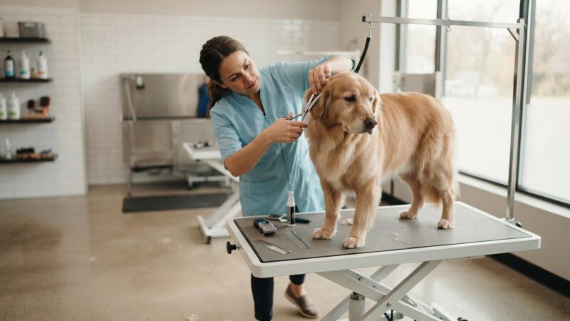TOSA DE CACHORRO: TIPOS, CUIDADOS E QUANDO PROCURAR UM PROFISSIONAL
